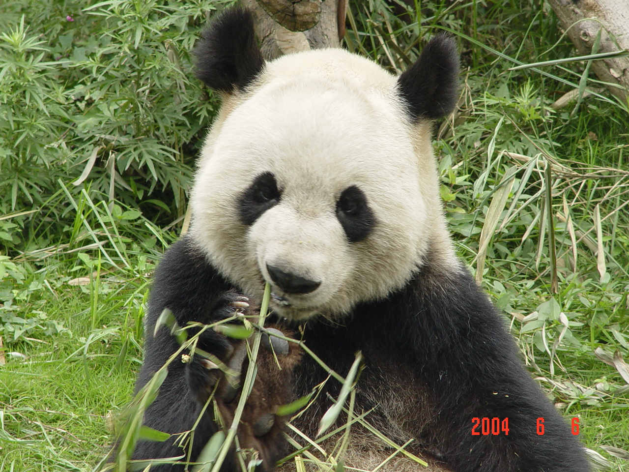 Foto Lucu Binatang Panda Terbaru Display Picture Keren Love Gambar